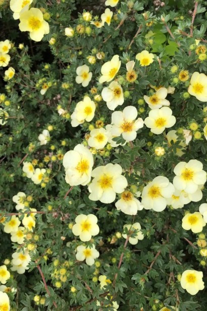 Перстач чагарниковий / Лапчатка кущова Прімроуз Б’юті | Potentilla fruticosa Primrose Beauty | Лапчатка кустарниковая Примроуз Бьюти